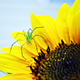 Image for article titled 75 Close-Ups Of Bugs